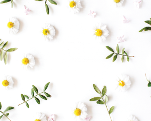 Chamomile Extract - Organic