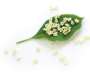 SAMBUCUS NIGRA FLOWER EXTRACT - ECOCERT