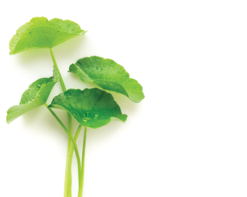 Ekologiczny ekstrakt z Centella asiatica - ECOCERT