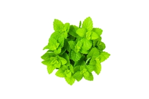 Common Bahu Extract