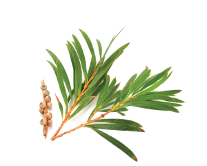 Natural Tea Tree Essentail Oil