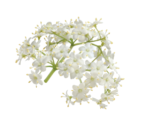  Fine-grained elderberry body scrub