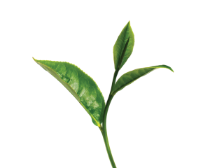 Woda kwiatowa (hydrolat) z zielonej herbaty 