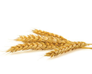 Cereals Hydrolysate