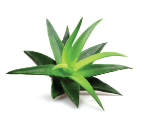 Aloe vera Oily extract