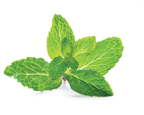 Hydrolat z mięty pieprzowej - organiczny