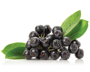 Aronia seed oil