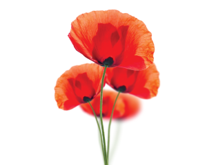 Oil of poppy seeds Tricolor - firming, moisturizing