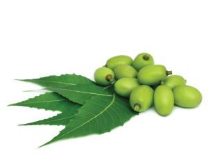 Neem oil
