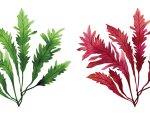 Algae Mix:  fucus  vesiculosus and lithothamnium calcareum
