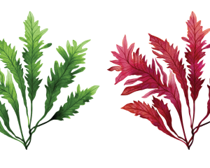 Algae Mix:  fucus  vesiculosus and lithothamnium calcareum
