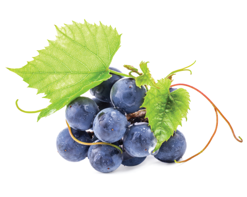 Ekstrakt z liści czerwonego wina - organiczny