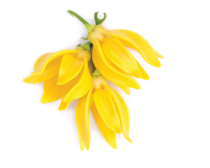 Olejek ylangowy (Ylang-Ylang)