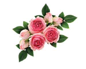 Rose hydrolat (hydrosol) ECO 