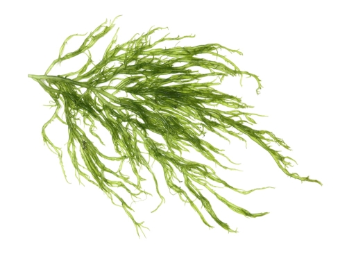 alga activ.jpg