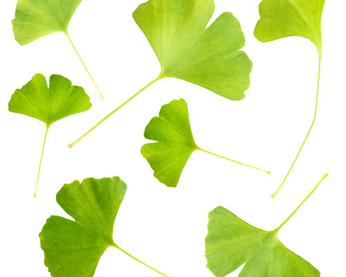 Ekstrakt z ginko biloba - proszek