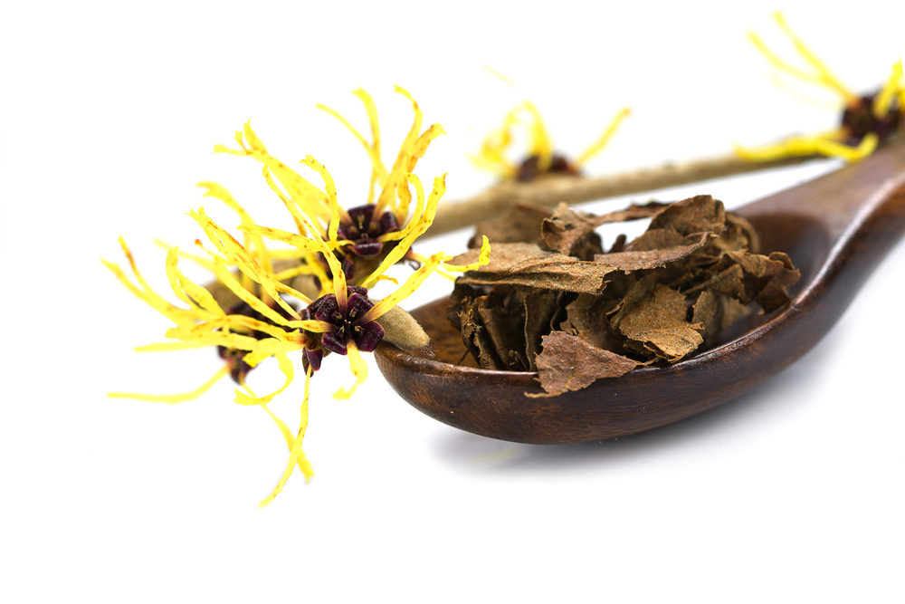 Oczar wirginijski - naturalny składnik, który pokochasz za jego właściwości